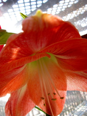 Amaryllis