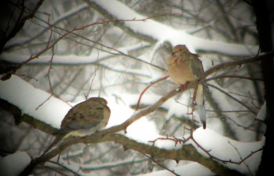 Two Mourning Doves - My Feathered Friends