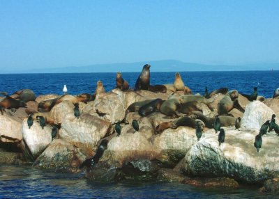 Sea lions, otters and sea gulls