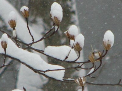 Tulip Tree Branches