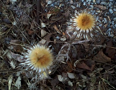 Dried up Thistles