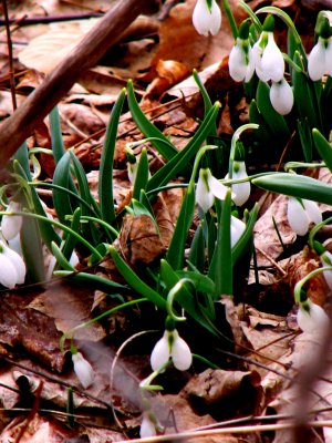 Snow drops emerging after a long winter