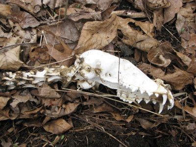Skeleton under brush