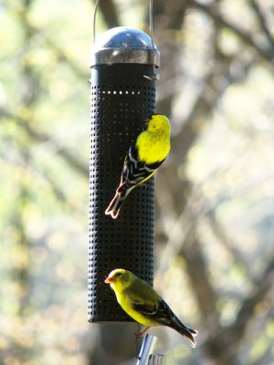 Goldfinches with Afternoon Sunlight