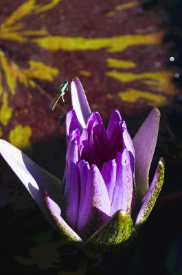 purple lotus626 srgb red.jpg