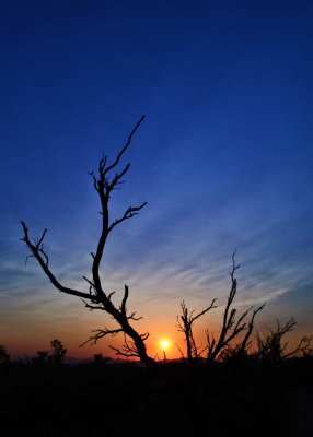 Joshua Tree national Park