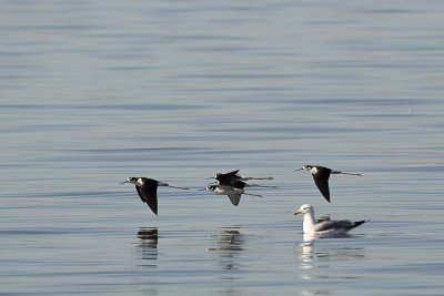 20130222-Salton_Sea_California__MG_1169.jpg