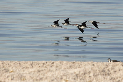 20130222-Salton_Sea_California__MG_1165.jpg