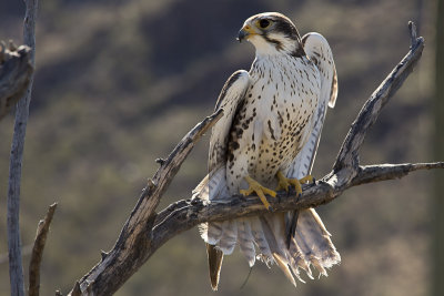 20130225-Desert Museum_Tucson_AZ__MG_1379-2.jpg