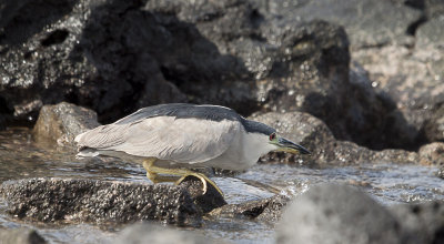 20111124-_Hawaii_Heron_MG_9821.jpg