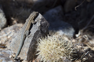 20130221-Joshua Tree Nat Pk_California__MG_0947.jpg