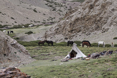 The Horses