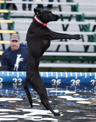 Dock Dogs  Topsfield Fair 2012