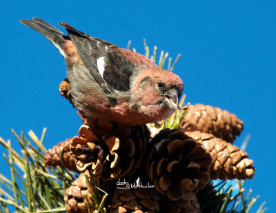 Crossbills of Salisbury Beach Reservation  2012