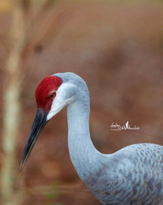 Sandhill Crane