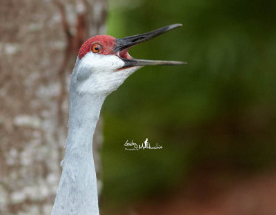 Sandhill Crane