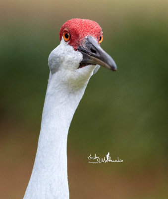 Sandhill Crane