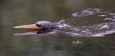 Anhinga