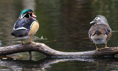  Wood Ducks