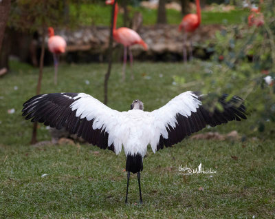 Wood Stork