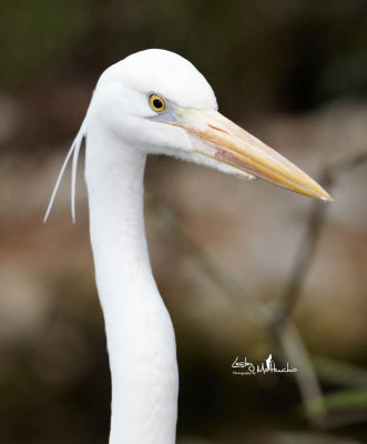 Great White Heron