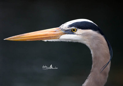 Great Blue Heron