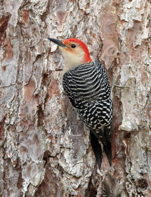 Red Bellied Woodpecker