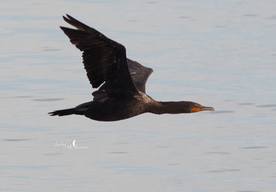 Double Crested Cormorant