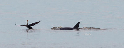 Dolphin playing with Cormorant