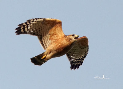 Red Shouldered Hawk