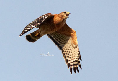 Red Shouldered Hawk