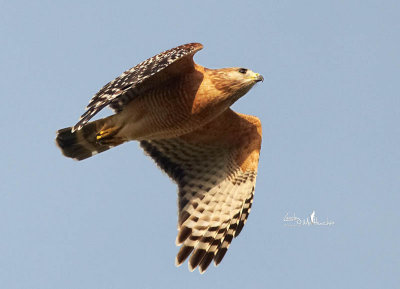 Red Shouldered Hawk