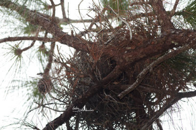 Possible nesting site for Great Horned Owl pair