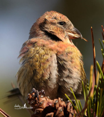 Young Crossbill changing plumage to adult