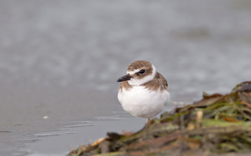 Wilsons Plover