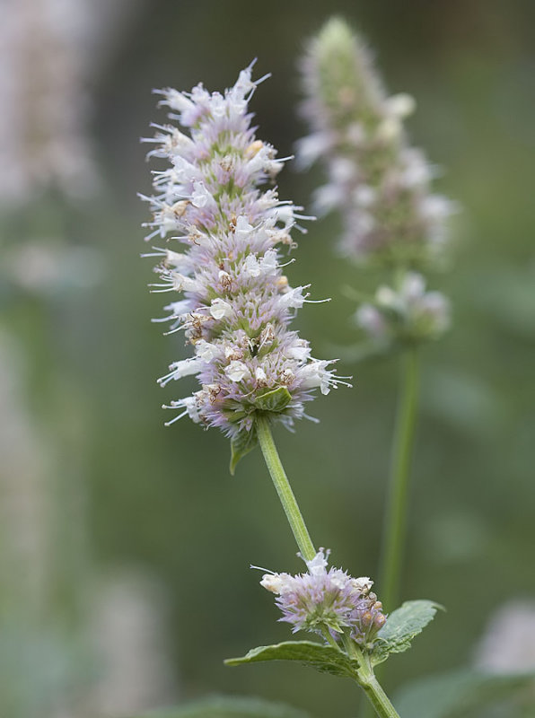 Agastache occidentalis  Western giant-hyssop