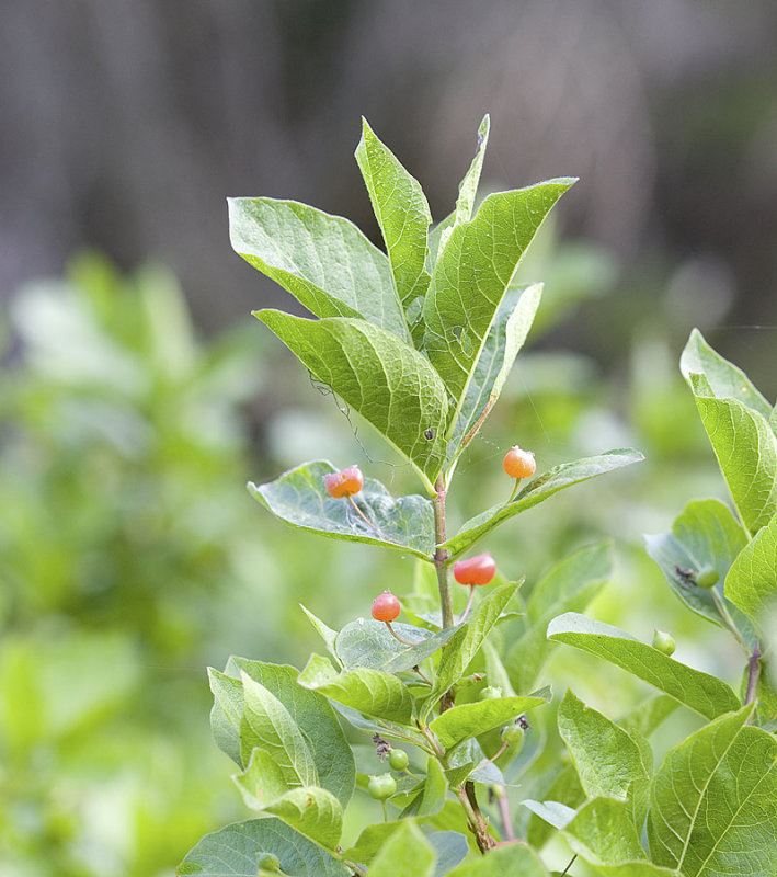 Lonicera caerulea  Sweet-berry honeysuckle