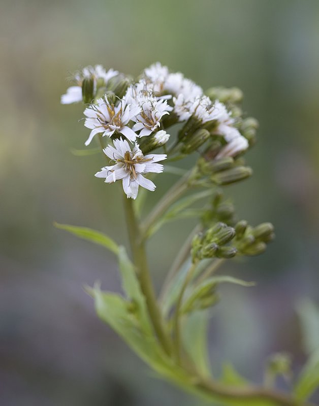 Western rattlesnakeroot  Prenanthes alata