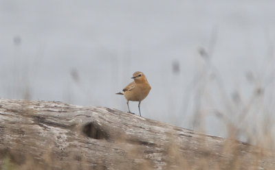 Northern Wheatear (F)