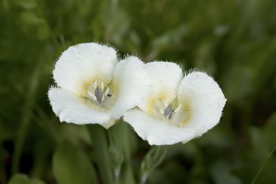 Calochortus subalpinus  Subalpine mariposa lily