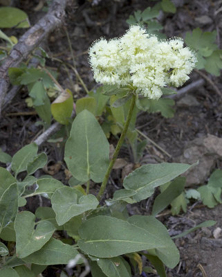 Heart-leaf Buckwheat  Eriogonum compositum v. compositum