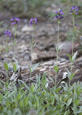 Penstemon euglaucus  Glaucous penstemon