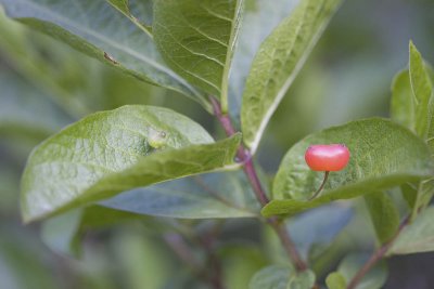Lonicera caerulea  Sweet-berry honeysuckle