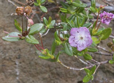 Kalmia microphylla  Alpine laurel