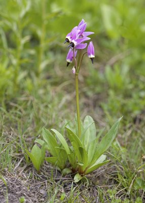 Dodecatheon conjugens  Bonneville shooting star
