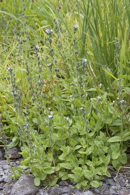 Alpine Speedwell Veronica wormskjoldii