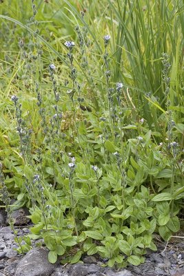 Alpine Speedwell   Veronica wormskjoldii