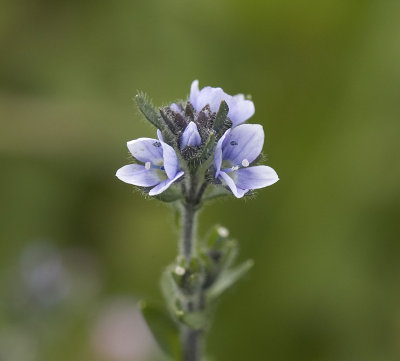 Alpine Speedwell Veronica wormskjoldii