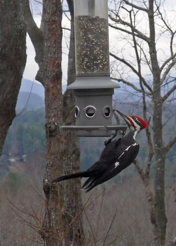 PILEATED WOODPECKER  -  ISO 400