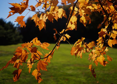 GOLDEN LEAVES  -  ISO 100  -  TAKEN WITH A SONY/ZEISS 24mm f/1.8 E-MOUNT LENS